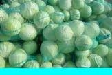 Капуста Белокочанная Оптом
